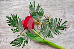 Still-life floral decorative design flower composition made from mimosas on a wooden background.