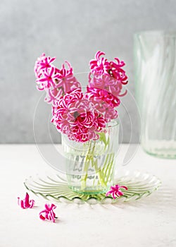 Still life with flower bouquet of fresh pink hyacinth flowers in a glass vase.