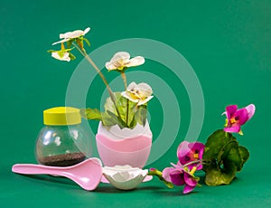 Still life with flower growing out of an eggshell