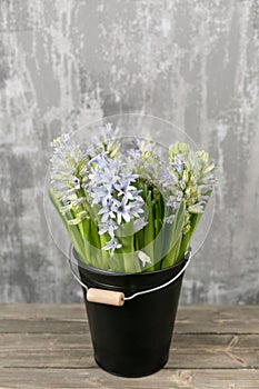 Still life flower hyacinth. Bulbous plant, which grows in the garden area and in the home.