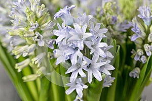 Still life flower hyacinth. Bulbous plant, which grows in the garden area and in the home.