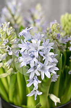 Still life flower hyacinth. Bulbous plant, which grows in the garden area and in the home.