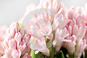 Still life flower hyacinth. Bulbous plant, which grows in the garden area and in the home. closeup