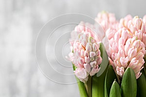 Still life flower hyacinth. Bulbous plant, which grows in the garden area and in the home. Copy space