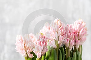 Still life flower hyacinth. Bulbous plant, which grows in the garden area and in the home. Copy space