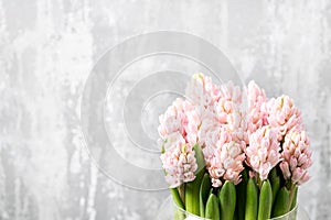 Still life flower hyacinth. Bulbous plant, which grows in the garden area and in the home. Copy space