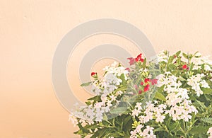 Still life with flowers on wall background