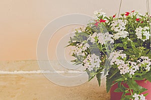 Still life with flowers on wall background