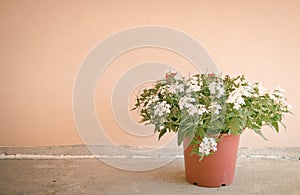Still life with flowers on wall background