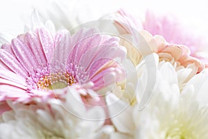 Still life of flowers on white background