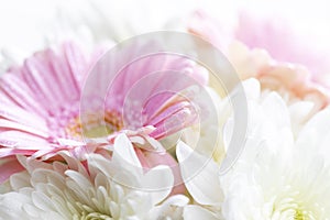 Still life of flowers on white background