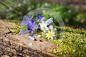 Still life in the forest