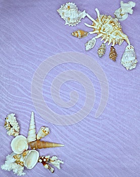 Frame of shells and corals on a lilac background