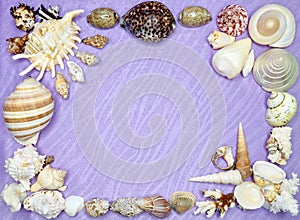 Frame of shells and corals on a lilac background