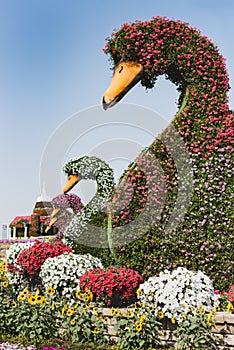 Still life fragments of the landscape design of the flower alley with an elegant girl. Travel among floral arrangements