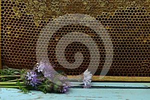 Still life with frame of natural honey comb and flowers