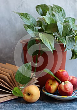 Still life with fresh organic fruit. Close up photo of nectarines and peaches on a table. Eating healthy concept.