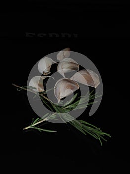 Still life of garlic and rosemary herb