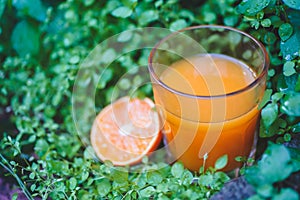 Still Life Glass of Fresh Orange Juice in the wild nature