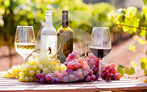 Still life with glasses of red and white wine and grapes in field of vineyard