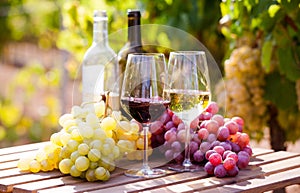 Still life with glasses of red and white wine and grapes in field of vineyard