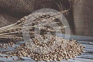 Still life. Grains and ears of wheat