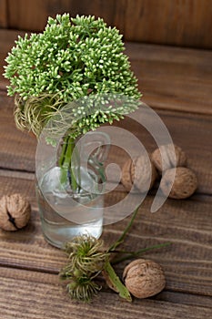 Still life with green flowers in a bottle and nuts