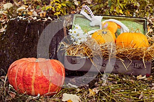 Still life with hay and pumpkins.