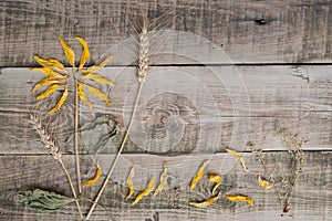 Still life from the herbarium on an old wooden table