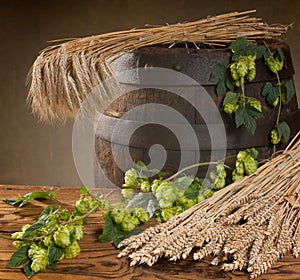 Still life with hop cones and barley