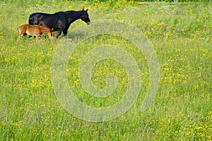 Still life of horse and foal or filly grazing