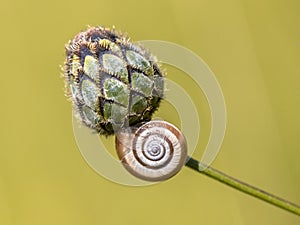 Still life of house snail on flower bud