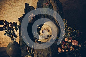 Still life with a human skull with desert plants, cactus, roses