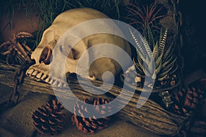 Still life with a human skull with desert plants.
