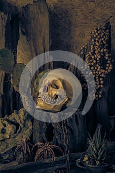 Still life with a human skull with desert plants.