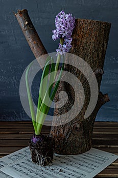 still life: hyacinth flower and bark of an old tree log