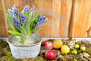 Still life with Hyacinth on moss and wood background ,fruit at h