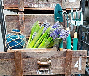 Still life with Hyacinth in vintage cabinet wood