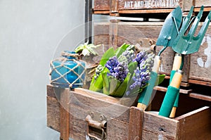 Still life with Hyacinth in vintage cabinet wood at rustic inte