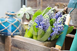 Still life with Hyacinth in vintage cabinet wood at rustic inte