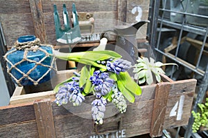 Still life with Hyacinth in vintage cabinet wood at rustic inte