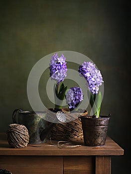 Still life with hyacinths