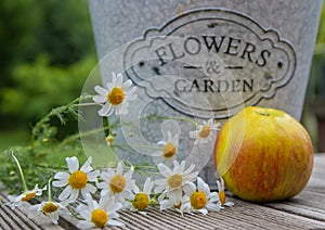 Flower-pot, apple and chamomile flowers, still-life