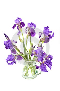 Still life with irises