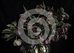 still life. luxury bouquet flowers hellebores in a glass vase on a black background. Moody flowers. color bloom