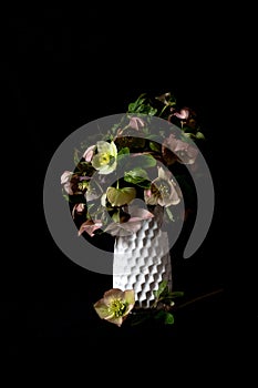 still life. luxury bouquet flowers hellebores in a white vase on a black background. Moody flowers. color bloom