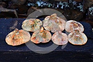 Still life of mushrooms of the species Lactarius deliciosus and Lactarius sanguifluus