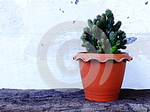 Still life natural cactus plants on wooden background textured
