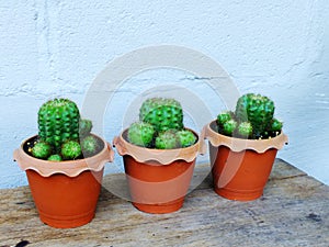 Still life natural cactus plants on wooden background textured