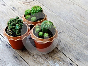 Still life natural cactus plants on wooden background textured